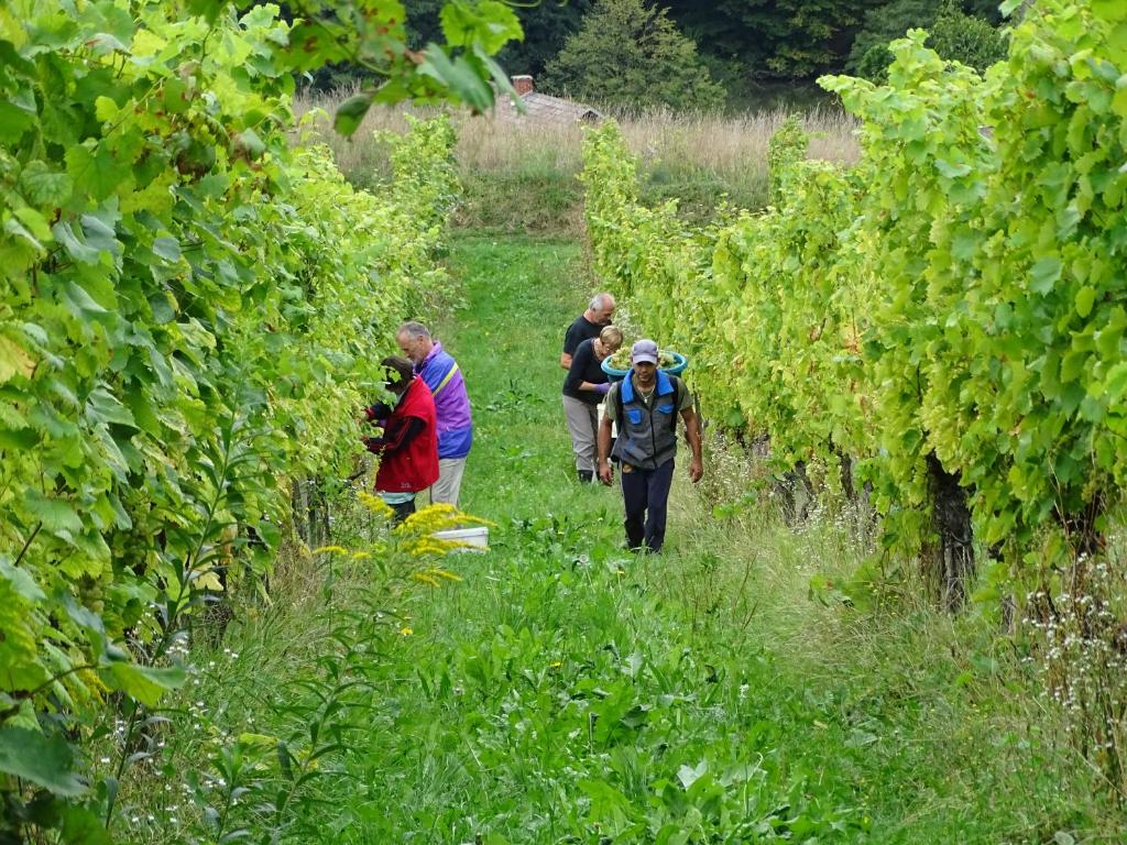 Hosté ubytování Farm Stay Frank Ozmec Wine and Glamping estate