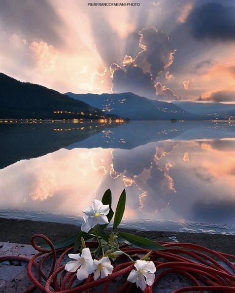 a group of flowers on the shore of a body of water at Lago di Sole X 6 Point Break in Marone