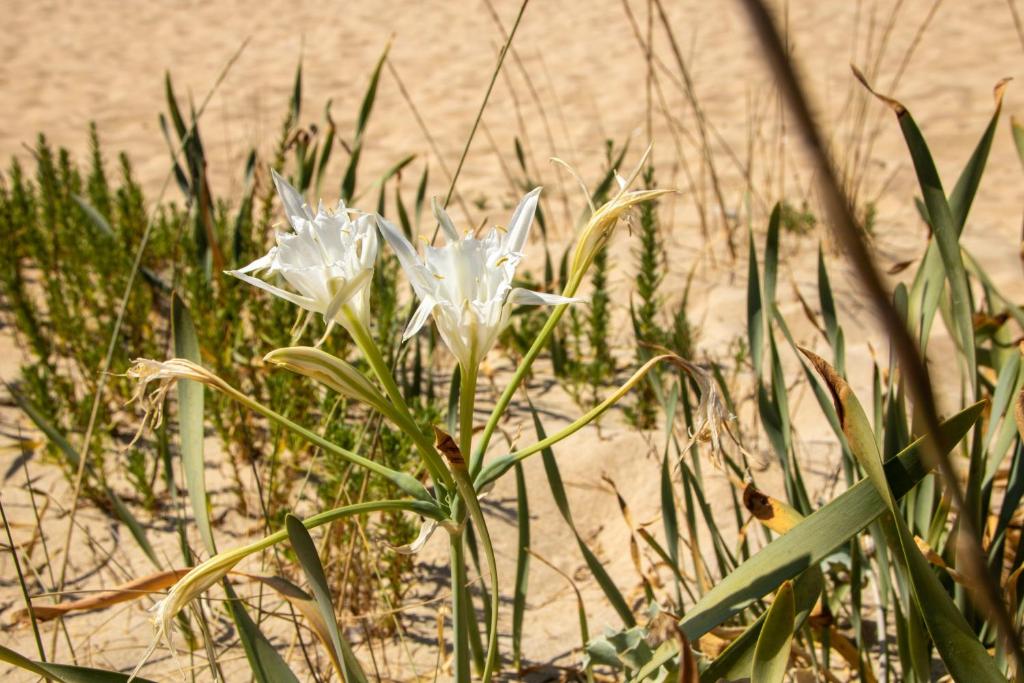 Kép Leukasia szállásáról Marina di Pescoluséban a galériában