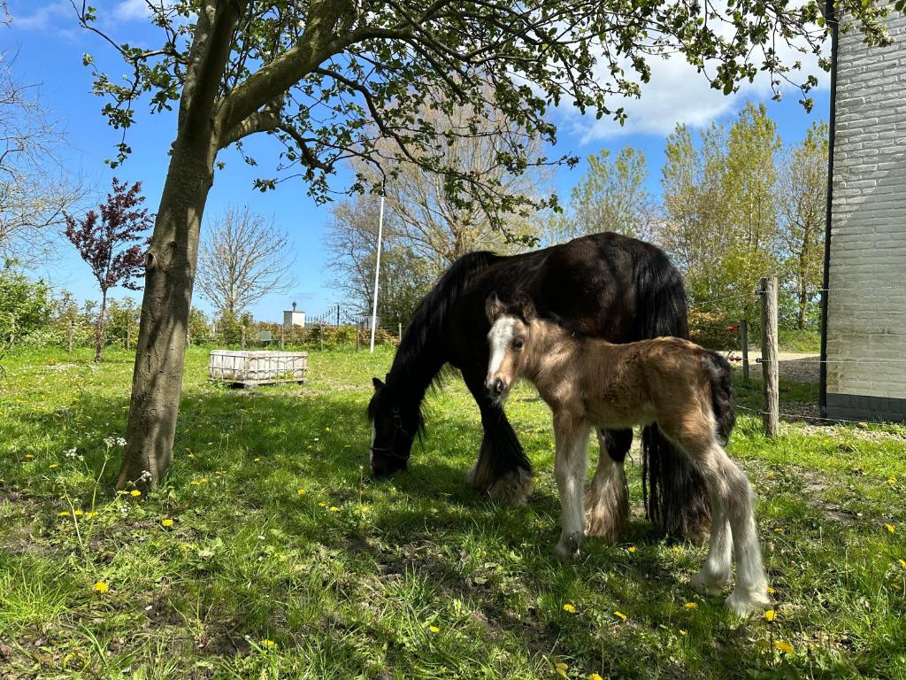 a horse and a baby horse standing in the grass at Het Tinkerparadijs, paarden, rust en ruimte. in Burgh Haamstede