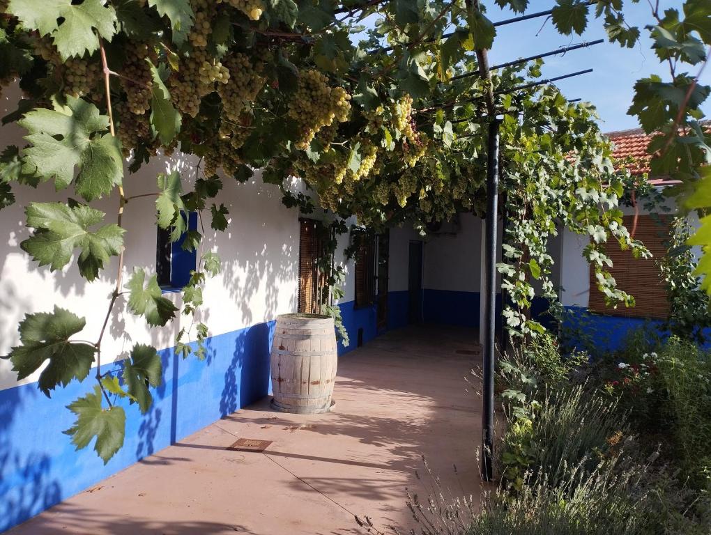 Zahrada ubytování Casa (tipo) RURAL MANCHEGA