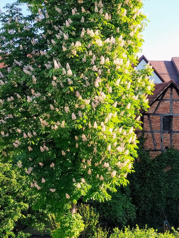 Alte Stadtmauer - Apartment - 17
