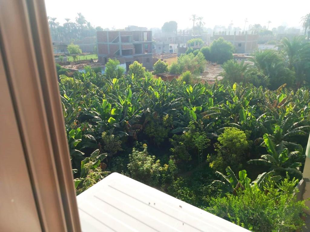 Zahrada ubytování Luxor View Hostel