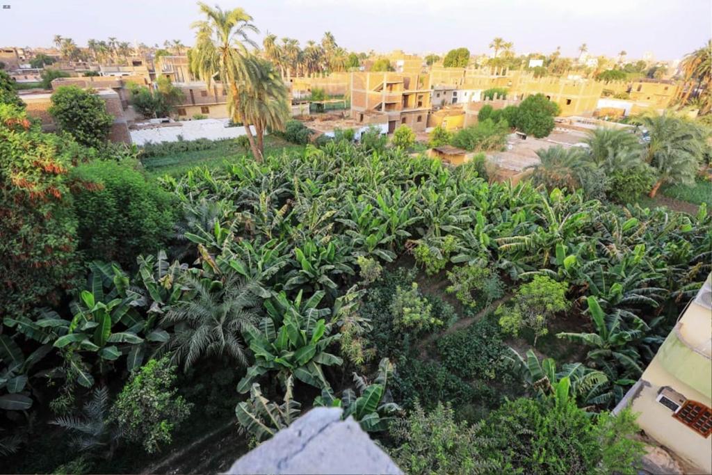 Zahrada ubytování Luxor View Hostel