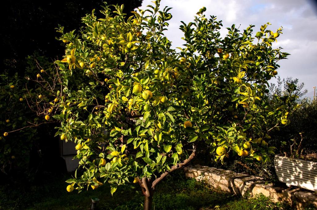 an orange tree with yellow fruit on it at Hotel Belvedere in Sperlonga