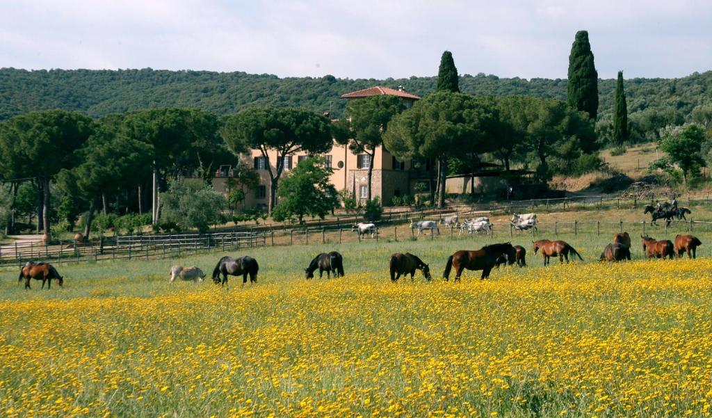 una manada de caballos pastando en un campo de flores en Bio Agriturismo Corte degli Ulivi, en Grosseto