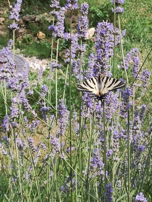 un papillon assis au-dessus de fleurs violettes dans l'établissement Séjour et weekend en famille chez l'habitant, longère bercéenne, 2 chambres 4 Pers, possibilité rajout berceau et 1 lit single soit 6 Pers maxi, à Marigné-Laillé