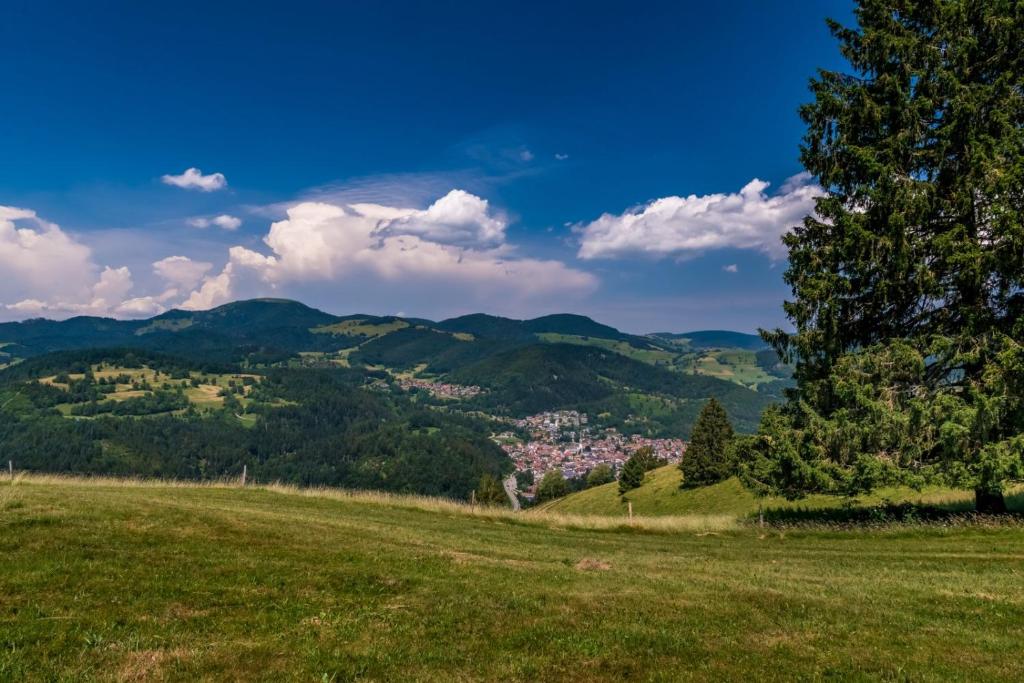 a green field with a tree in the foreground at Haus Am Bühl in Schönau im Schwarzwald