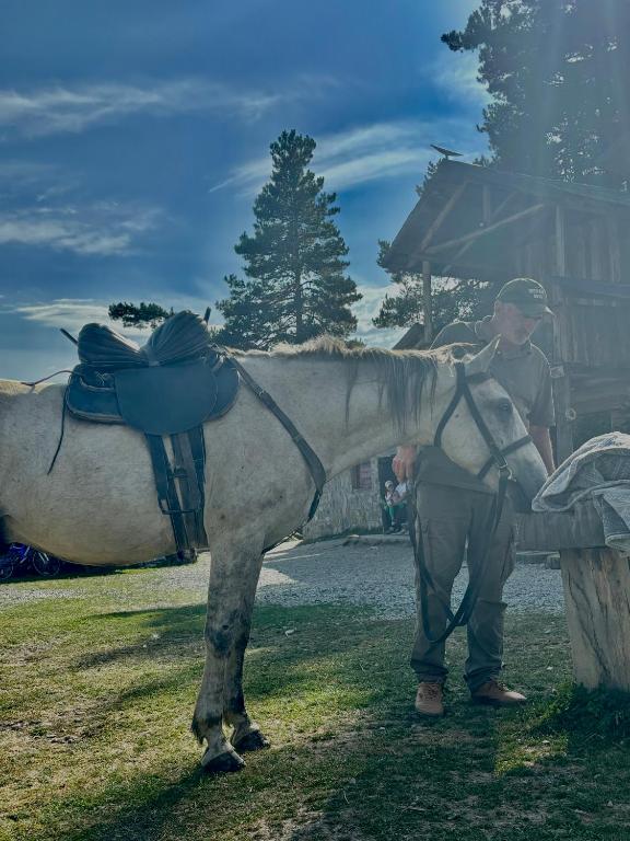 Zvířata v penzionu nebo okolí