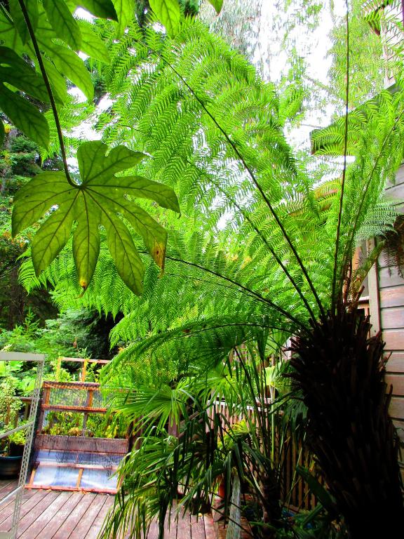 a bunch of green plants in a garden at Magnolia Petal in Ganges