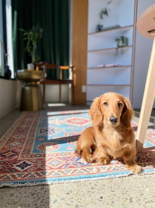 a brown dog laying on a rug in a room at Cosy Penthouse Apartment in Wellington