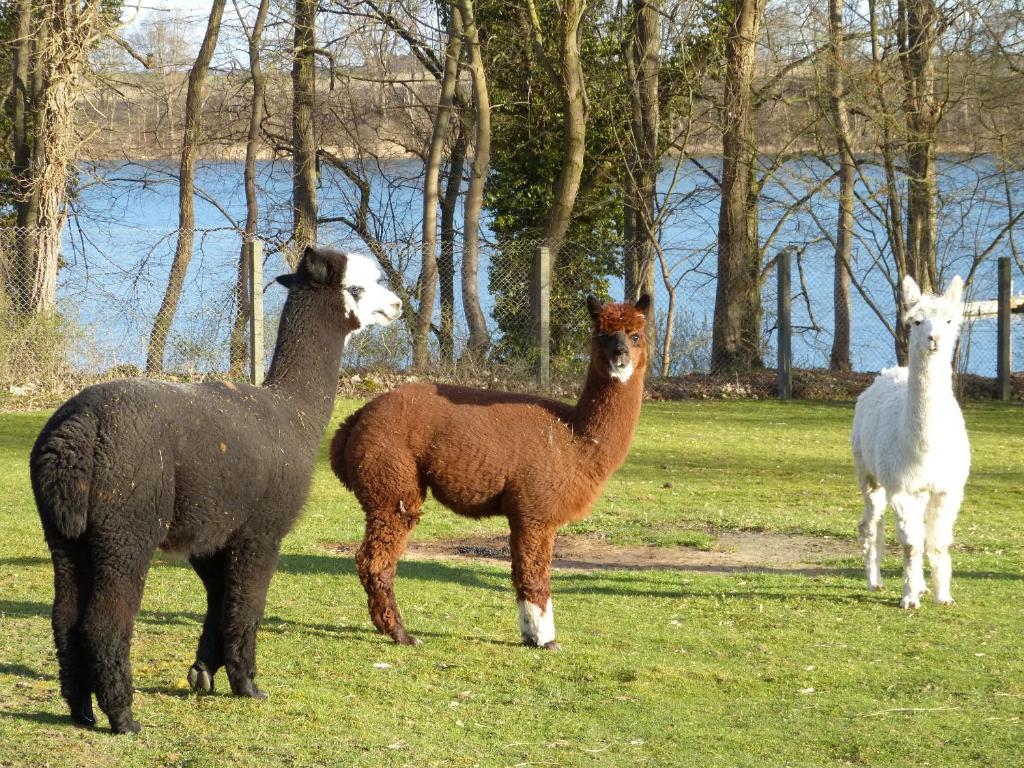 een groep van drie lama's in een veld bij Seeadler - Ferienwohnung in Marienfelde