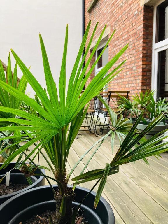 BnB Suikernest - One-Bedroom Apartment With Terrace