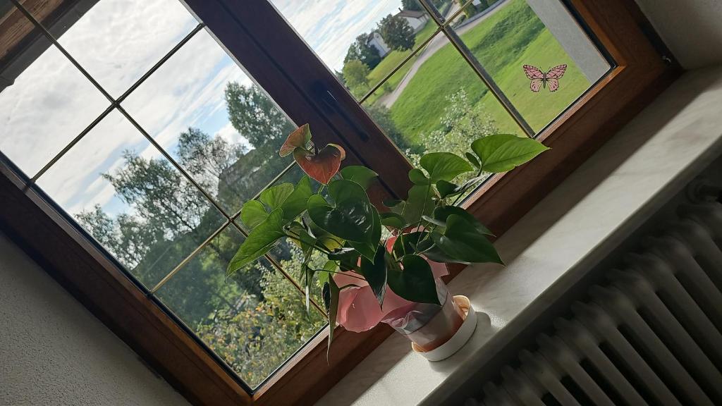 Zahrada ubytování Gasthof zum Hirschen