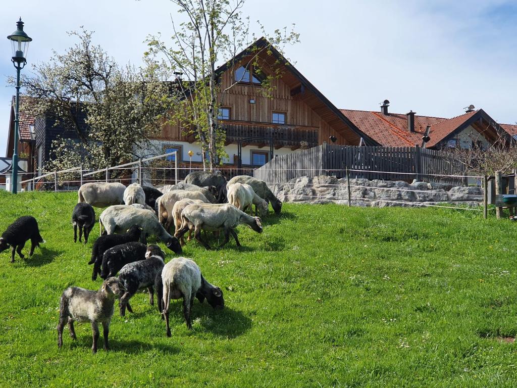 Zvířata v apartmánu nebo okolí