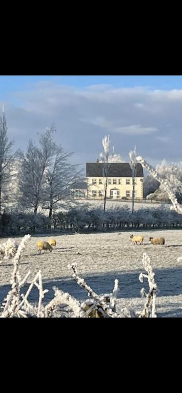 a group of animals walking in a snow covered field at Arney Lodge Farm in Newtownstewart