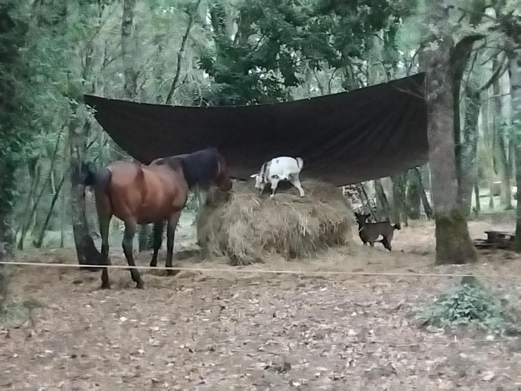 a horse and a cow standing under a blanket at MAISONNETTE pour DÉTENTE ou TRAVAIL in Saint-Aubin-de-Nabirat