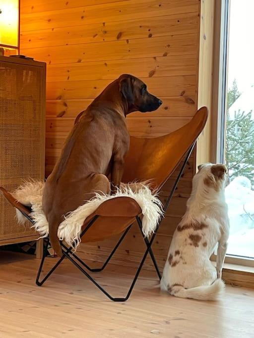 Haiwan peliharaan atau haiwan-haiwan peliharaan yang menginap dengan tetamu di Wonderful barn cabin in Järvsö Harsa