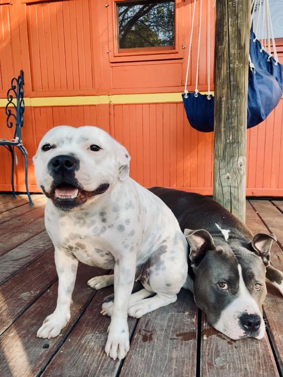A Paradise for Dogs and A Magical Retreat for Hoomans - Superieure Villa