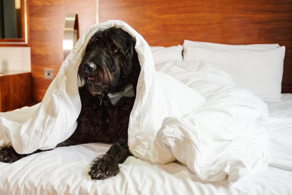 The Rutland Hotel - Resim 24