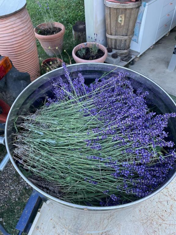 Zahrada ubytování La Lavandula