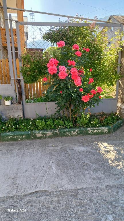 Zahrada ubytování Green Dilijan B&B