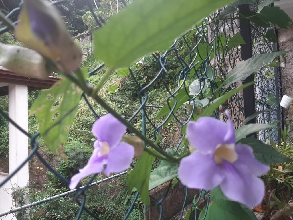 Zahrada ubytování Laaya Kandy