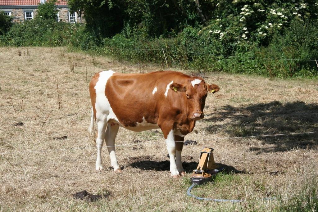 Zvířata v prázdninového domu nebo okolí