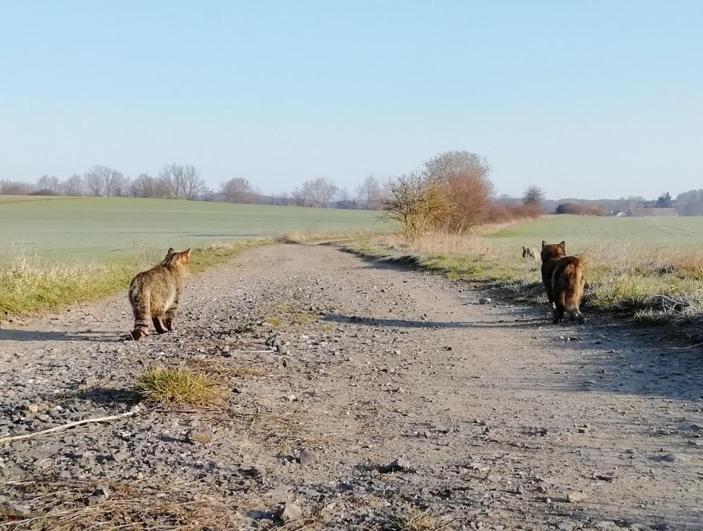 Zvieratá na farme alebo blízkom okolí