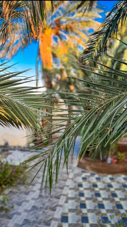Zahrada ubytování Miramar Camp Dahab