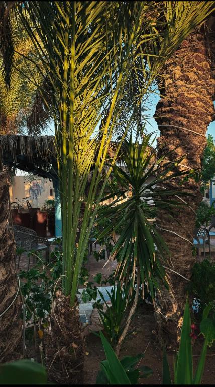 Zahrada ubytování Miramar Camp Dahab