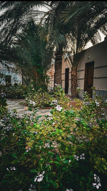 Zahrada ubytování Miramar Camp Dahab