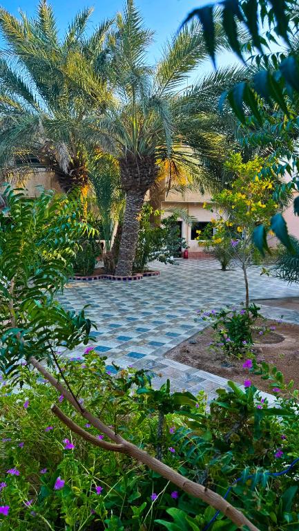Zahrada ubytování Miramar Camp Dahab