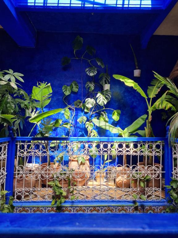 Casa Amina外面的花园