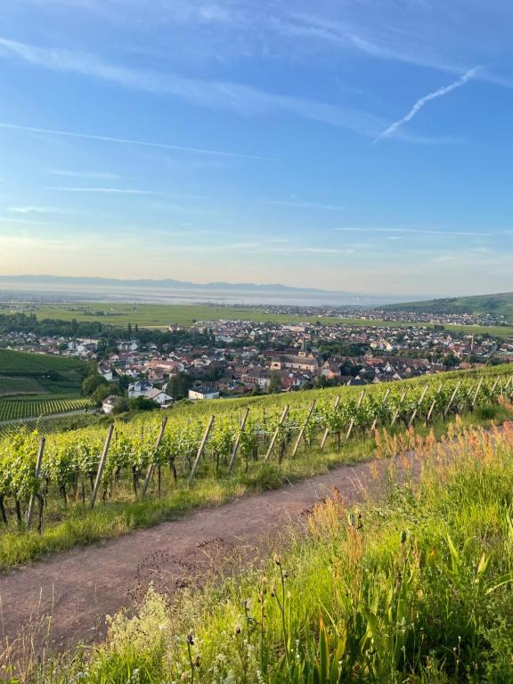 Le Trente à Turckheim – photo 26