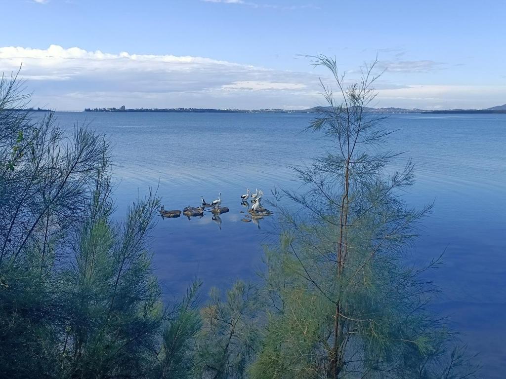a group of ducks swimming in a large body of water at Sunrise lake house in Rocky Point