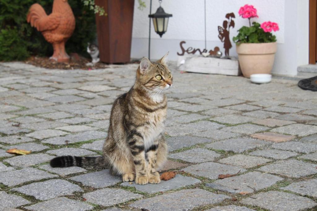 Domácí mazlíčci ubytovaní s hosty v ubytování Ferienhof Aiginger
