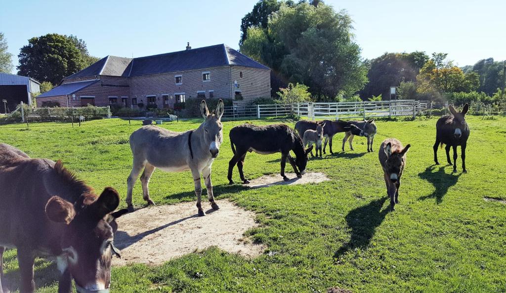 a group of horses standing in a field at Les Mout'Anes in Saint-Hilaire-sur-Helpe