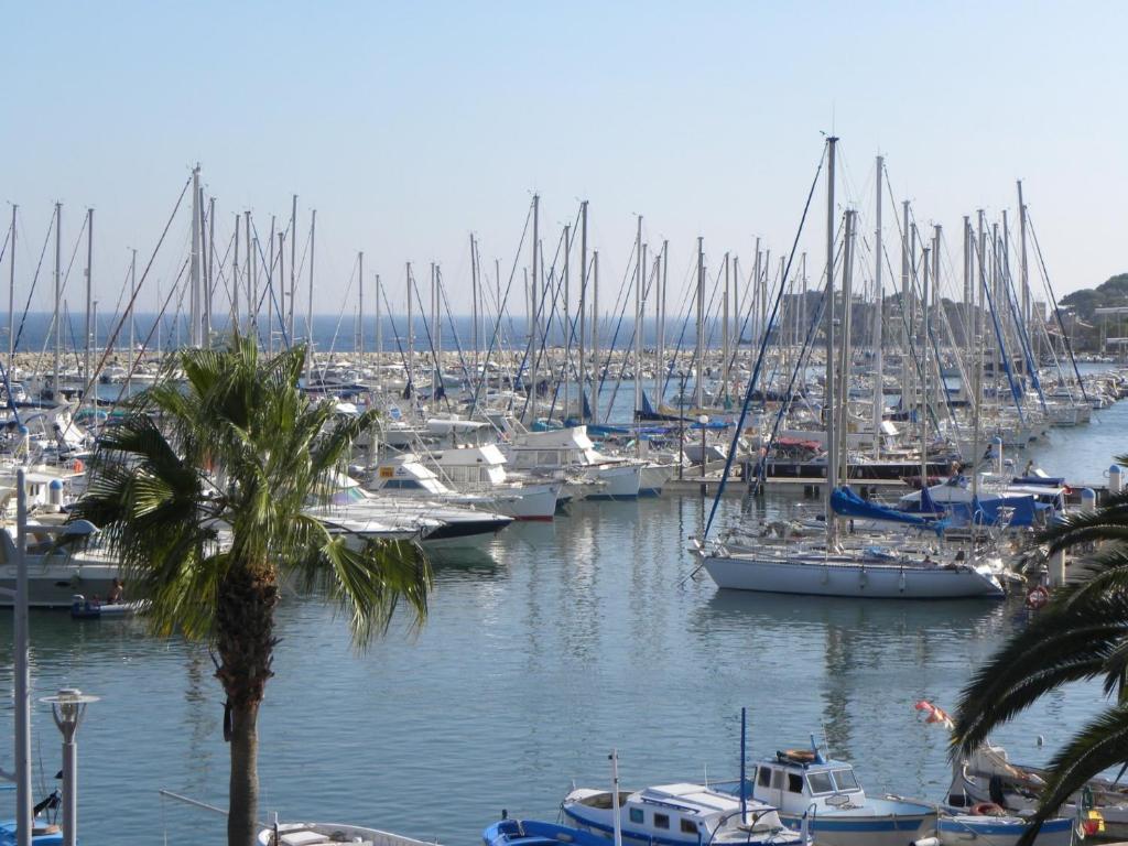 a bunch of boats docked in a harbor with a palm tree at Appart vue d'exception sur la mer in Bandol