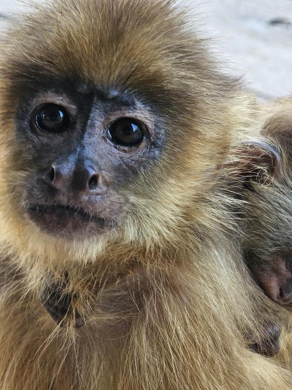 Altri animali domestici presso il campeggio di lusso o nei dintorni