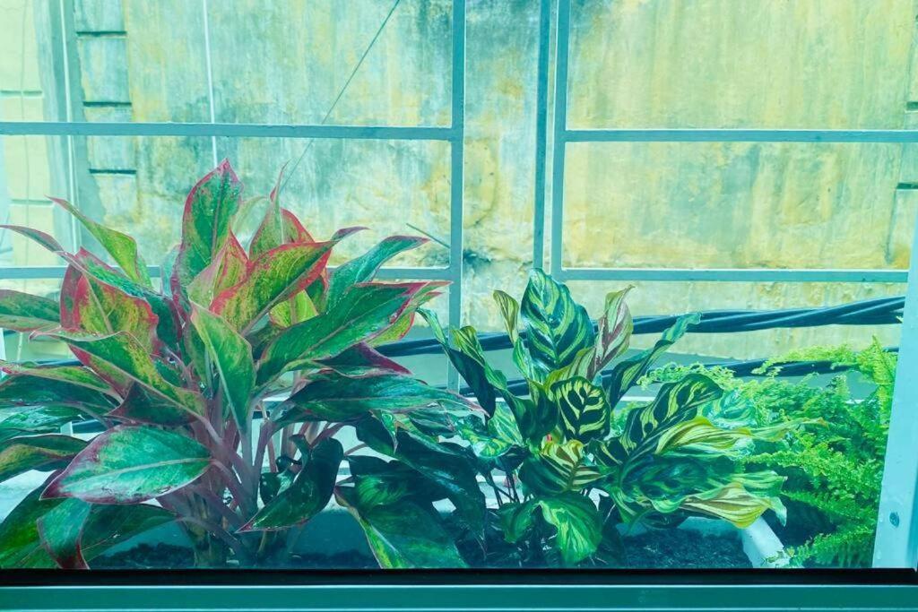 a group of plants in front of a window at Homestay May's house Lo Duc in Hanoi