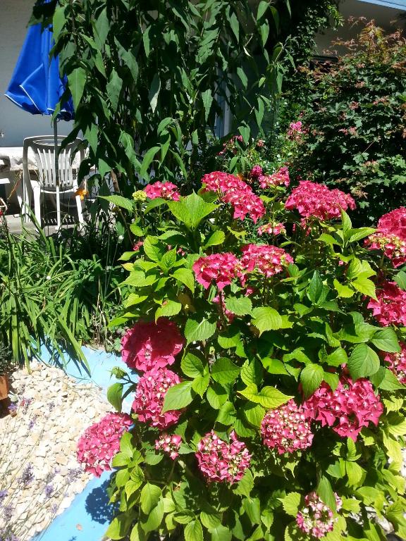 Zahrada ubytování Hotel Park Eden
