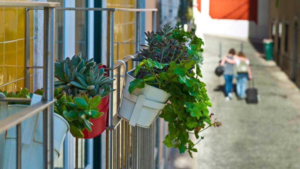 a group of potted plants hanging on a building at Duque´s Apartments in Lisbon