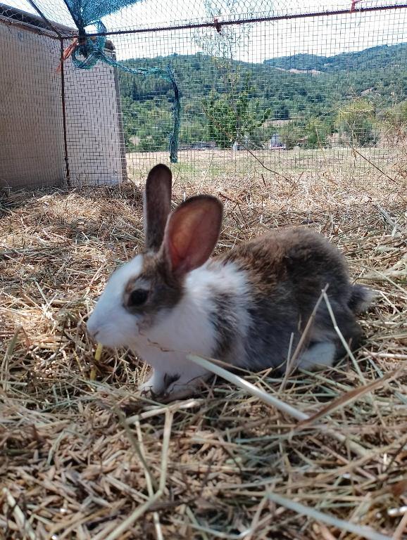 Zvířata v prázdninového domu nebo okolí