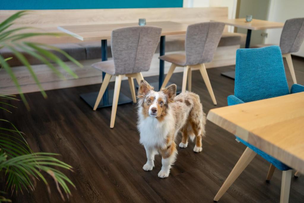 Domácí mazlíčci ubytovaní s hosty v ubytování Lahn Hotel