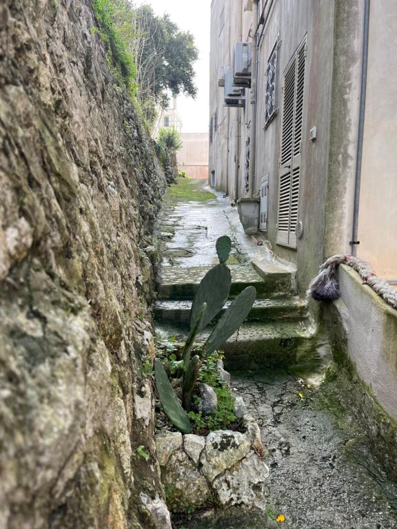 a plant sitting on the side of an alley at Pietre di Mare in Castro di Lecce