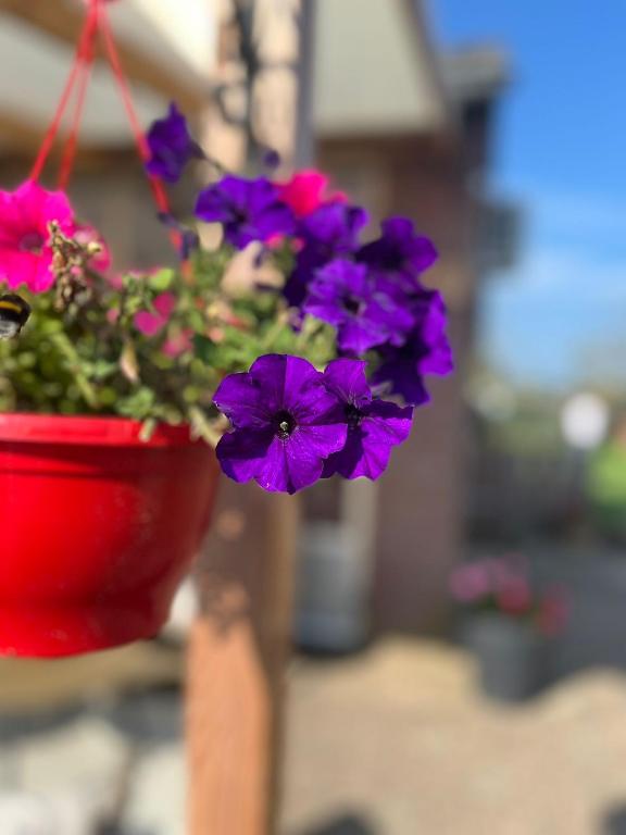 Zahrada ubytování B&B Het Gelders Buitenleven