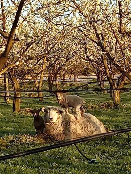 Havelock North Cottage on Organic Orchard