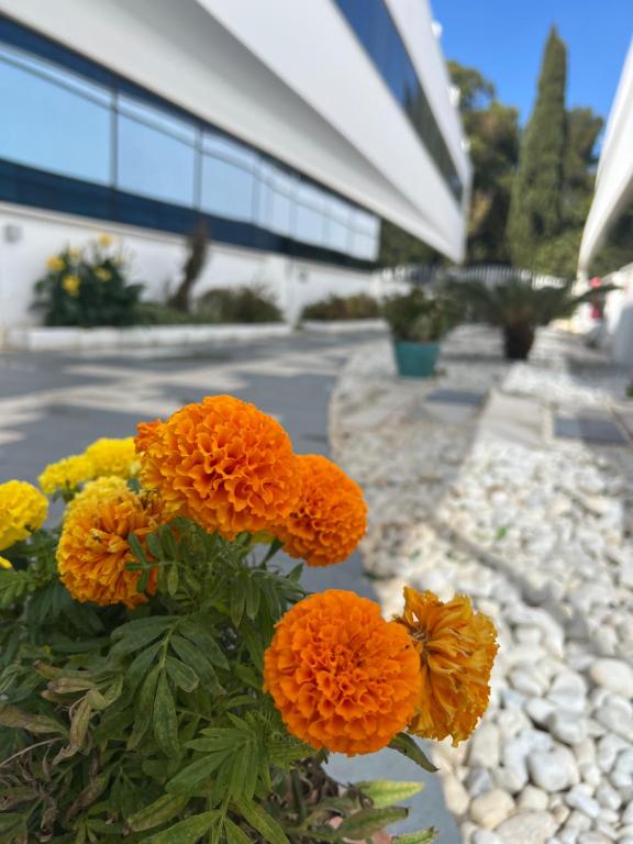 Fotografie z fotogalerie ubytování Ancla Real Apartamentos Loft v destinaci El Puerto de Santa María