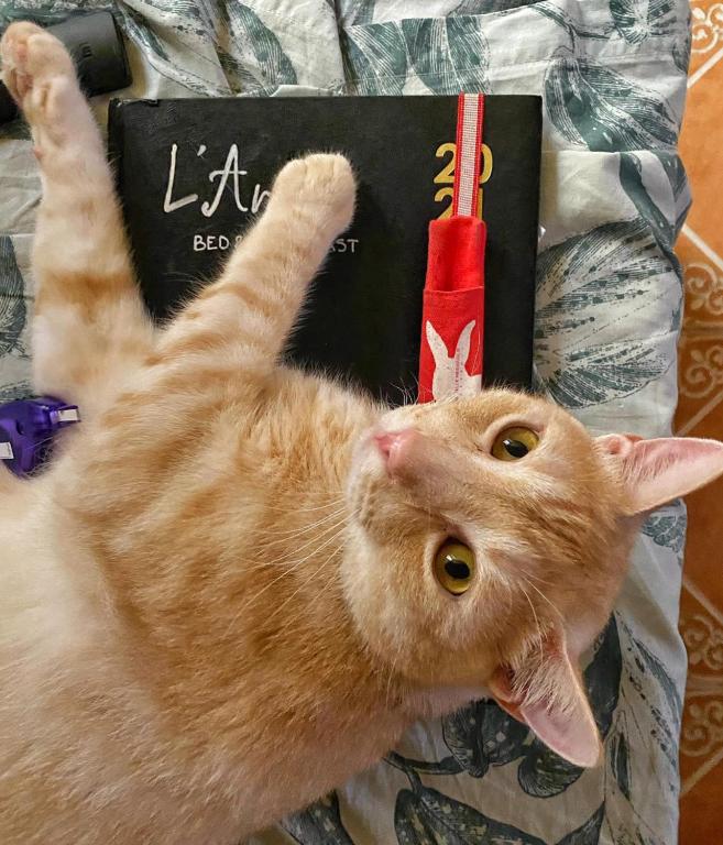 Laremi Gozo B&B - 14